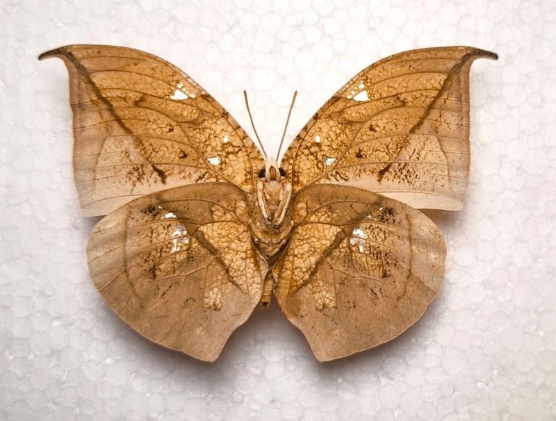 Anaea archidona male aus Peru