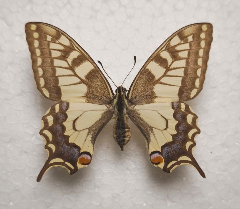 Papilio machaon Schwalbenschwanz