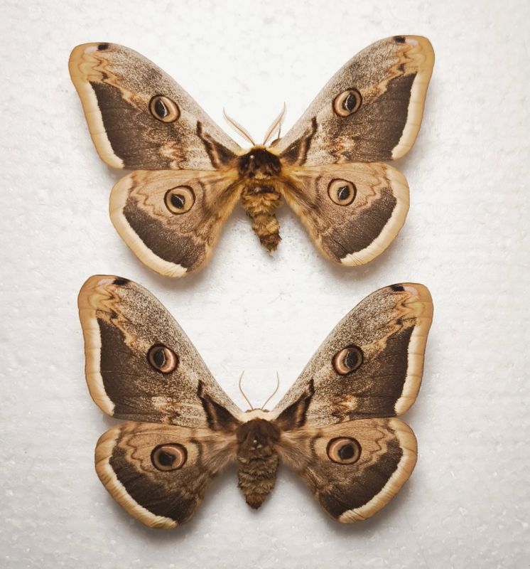 Saturnia pyri Paar, Wiener Nachtpfauenauge