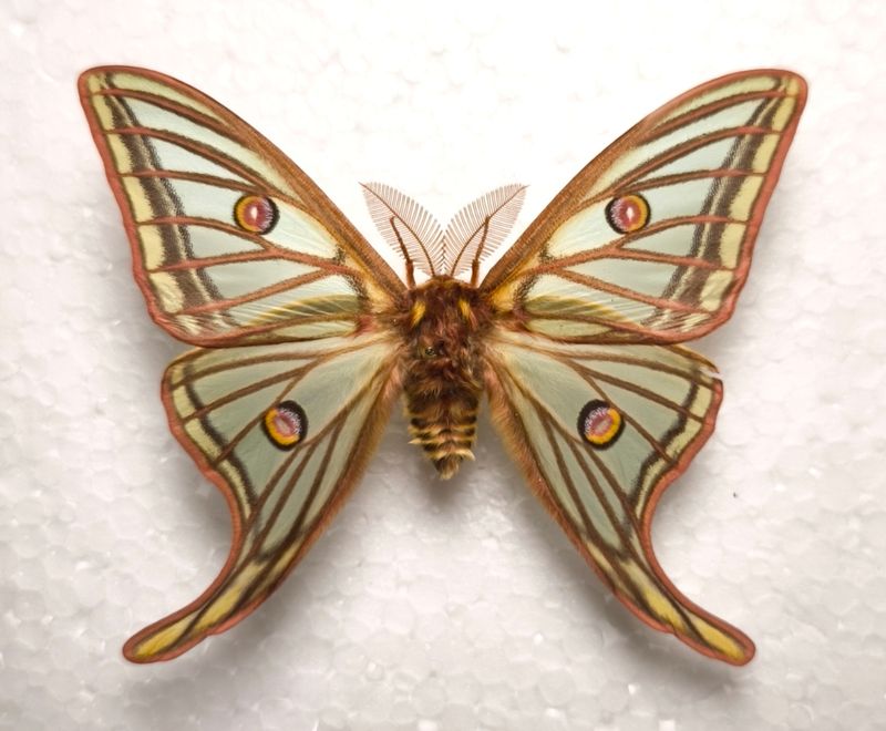 Graellsia isabellae Male