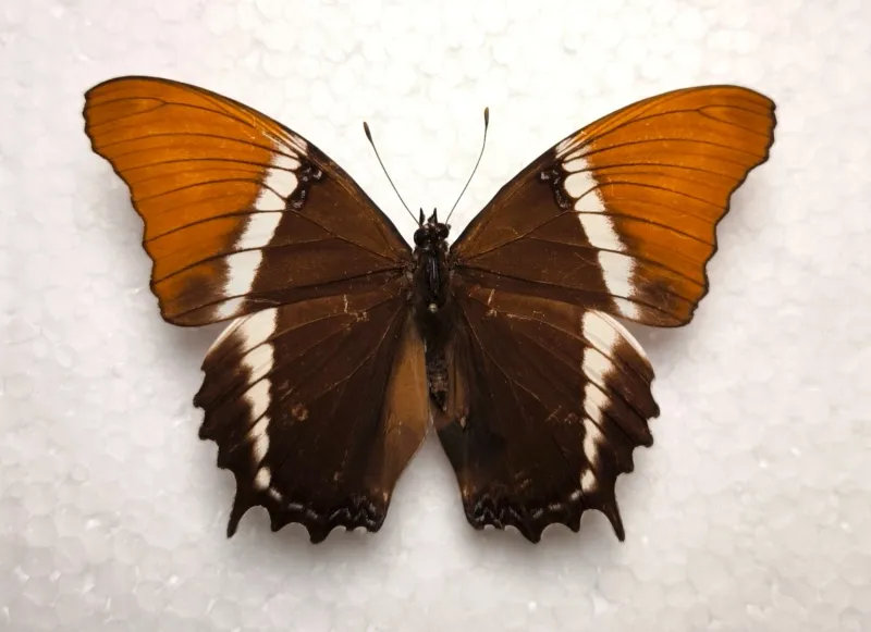 Siproeta epaphus male Peru