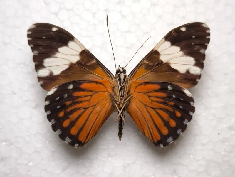 Hamadryas amphinome fumosa Unterseite male Peru