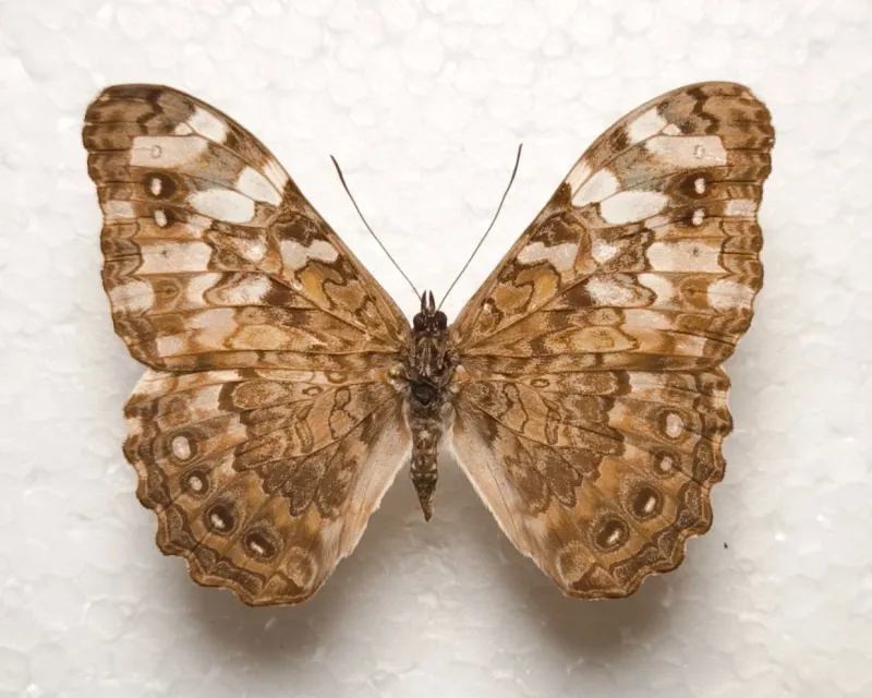 Hamadryas epinome male Brasilien