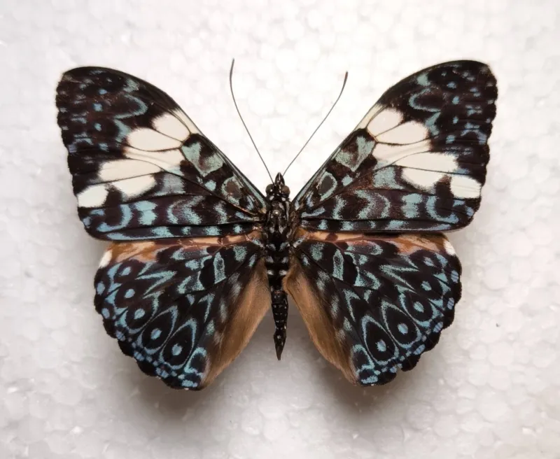 Hamadryas arinome male Peru