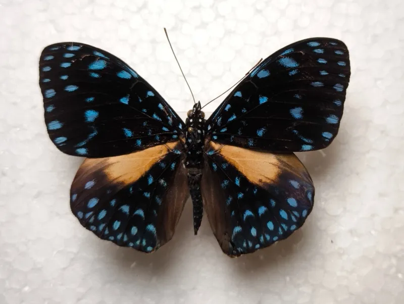 Hhamadryas laodamia male Bolivien