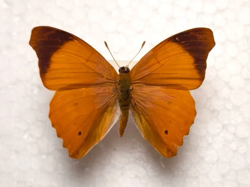 Temenis laothoe male Peru