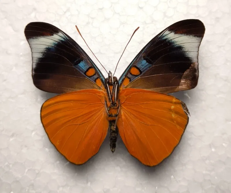 Panacea prola male Peru Unterseite
