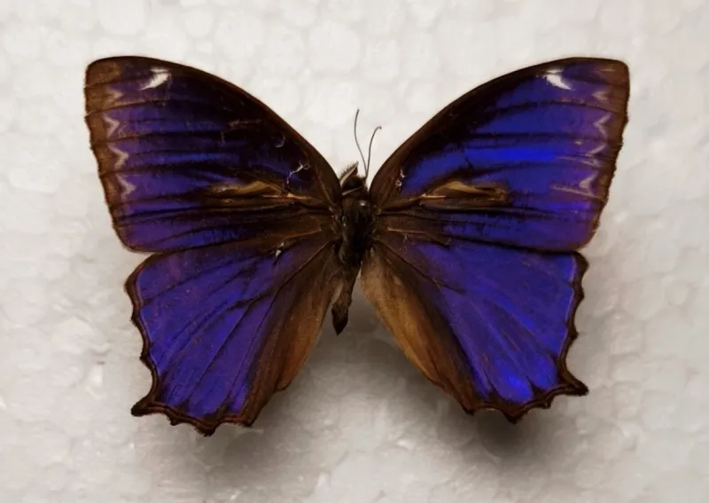 Ptychandra lorquini Male aus Negros/Philippinen