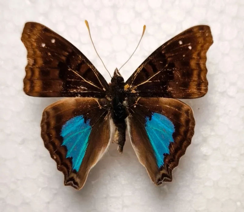 Doxocopa cyane reducta male Kolumbien