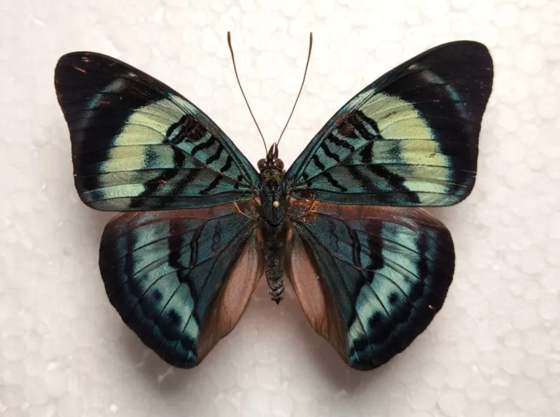 Panacea regina male aus Peru