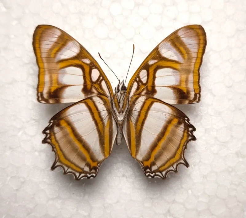 Metamorpha elissa male A1 Unterseite Peru