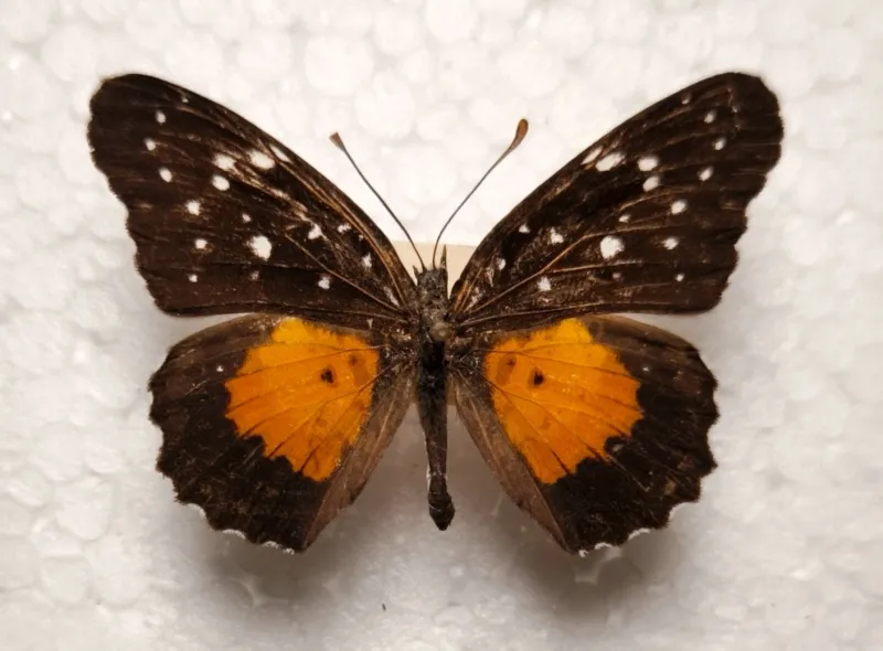 Chlosyne janais male Mexico