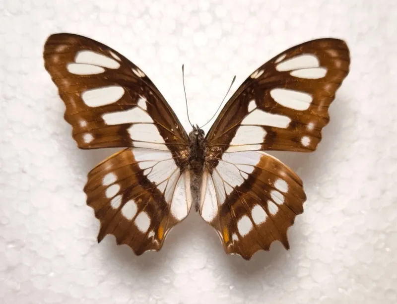 Siproeta stelenes male aus Peru