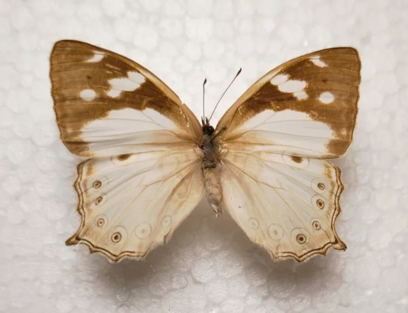 Ptychandra lorquini Female aus Negros/Philippinen