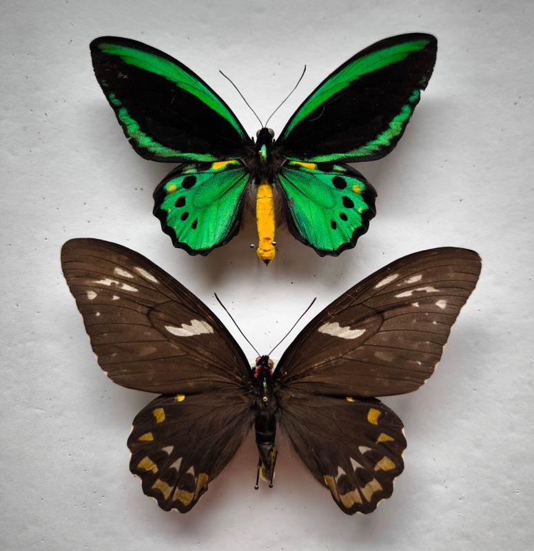Ornithoptera priamus euphorion Paar Australien