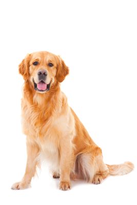 Dog Care