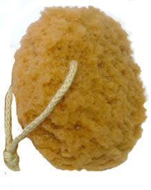 Foam Sea Sponge