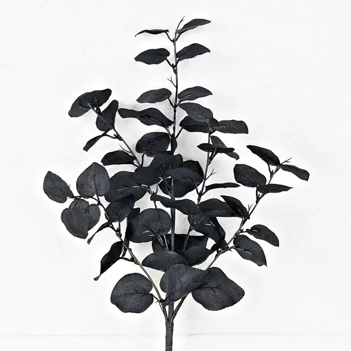 20" Black Ficus Pick