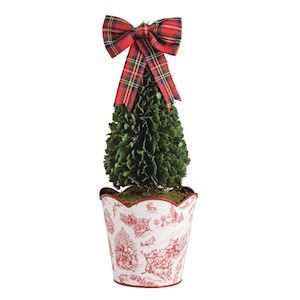 15" Toile Cone Boxwood Topiary