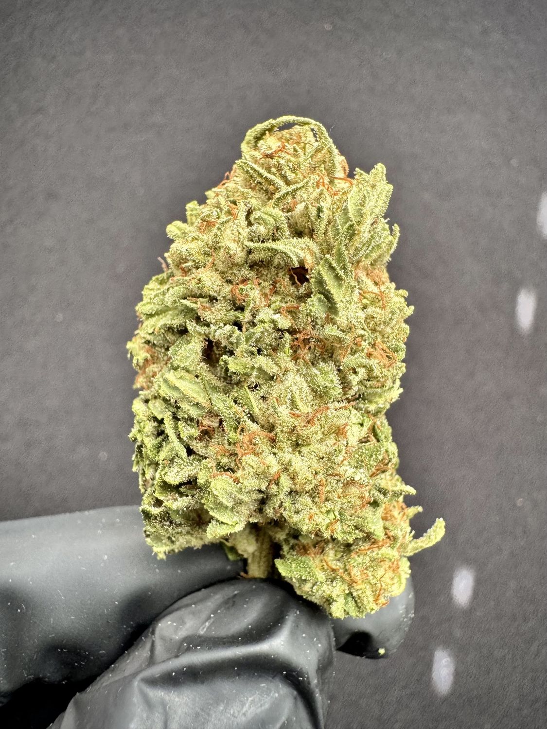 Sour Guava THCA