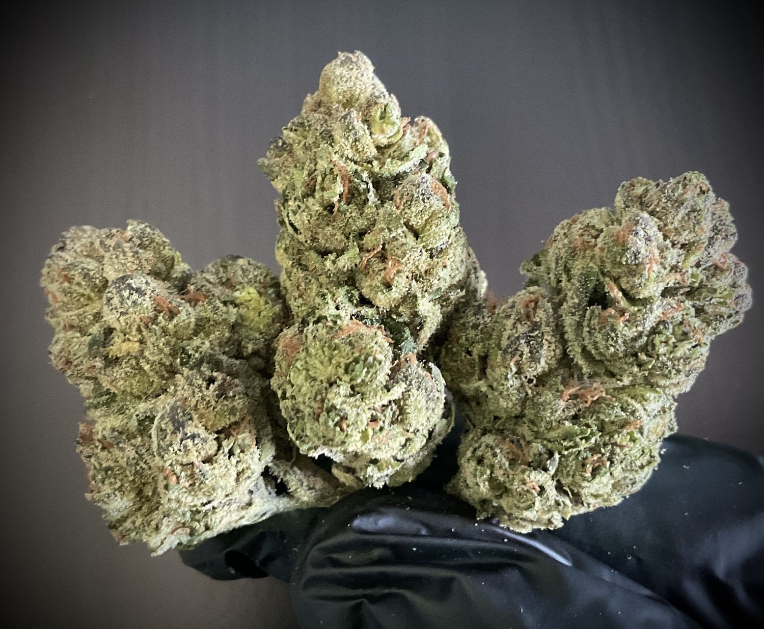 Lemon Cherry Gelato &quot;Phat Purps&quot; THCA