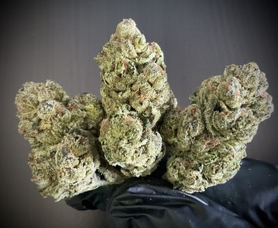 Lemon Cherry Gelato "Phat Purps" THCA