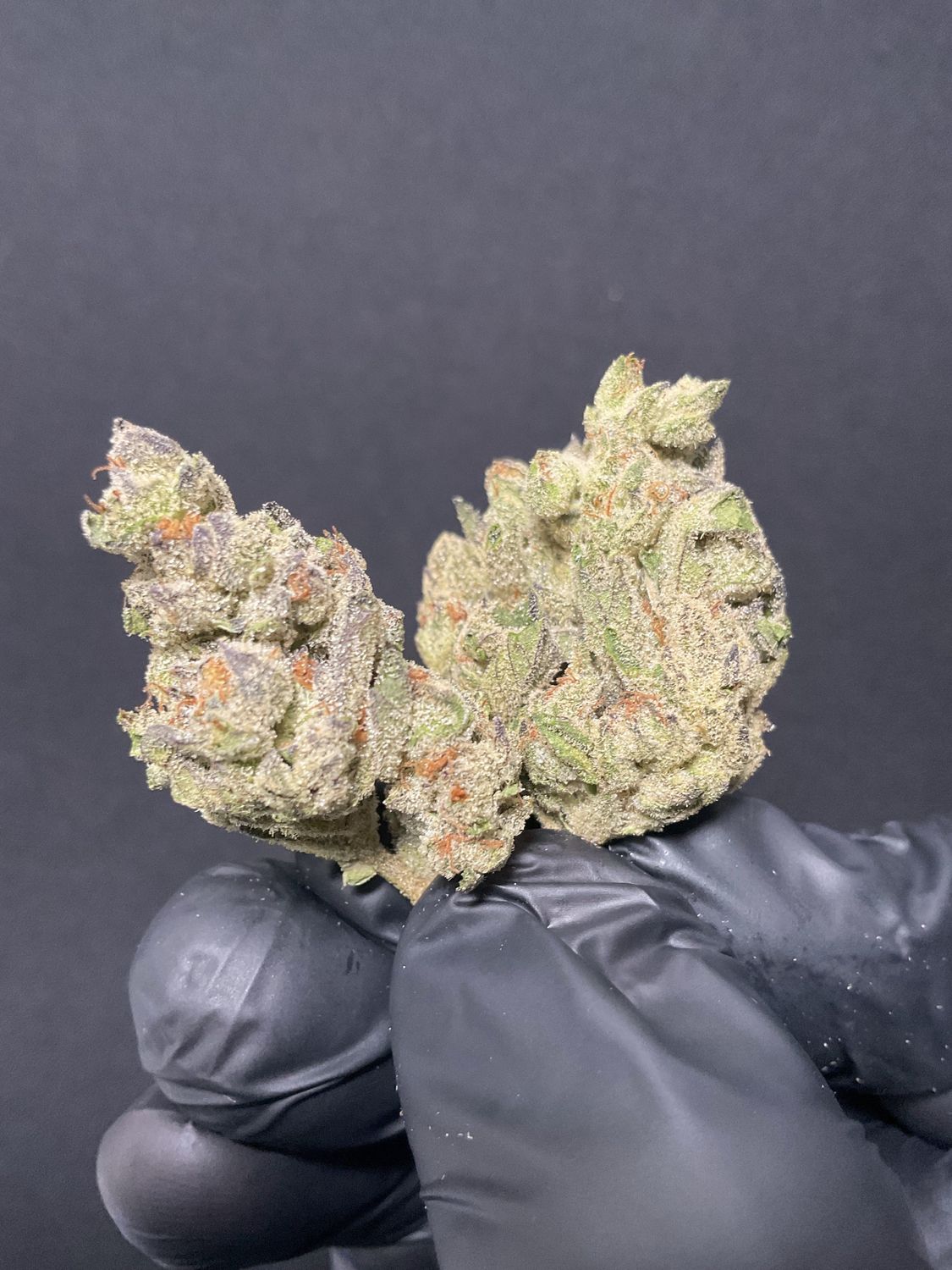 Secret Cookies THCA
