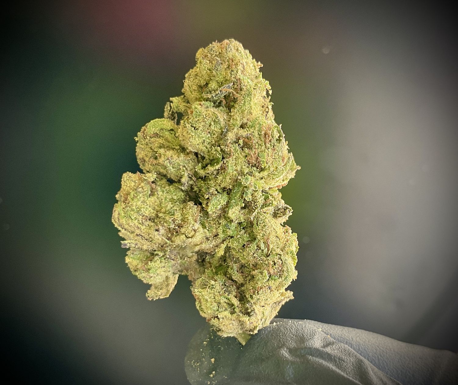 Bodhi&#39;s CharmZ THCA