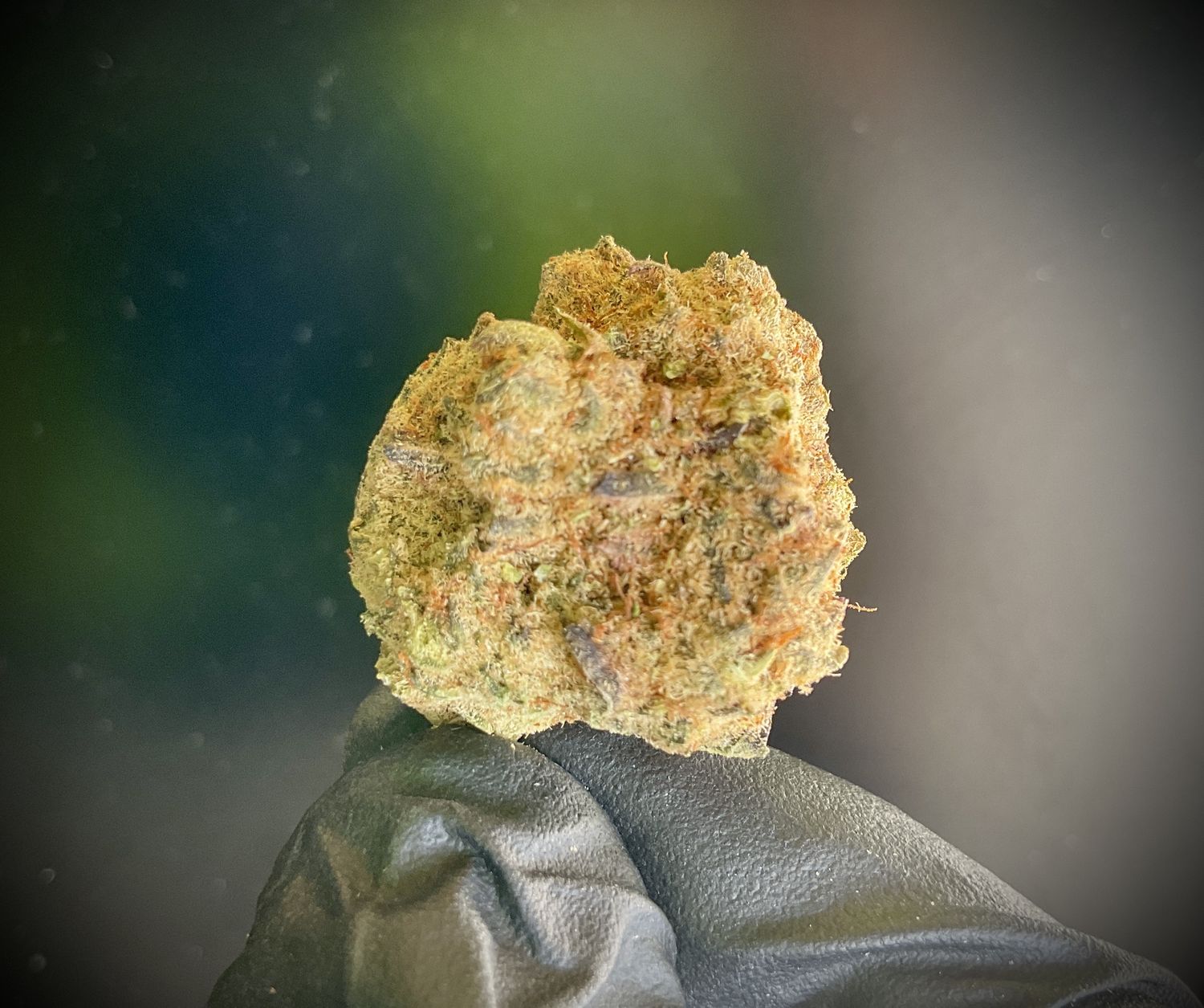 Karate Kid THCA