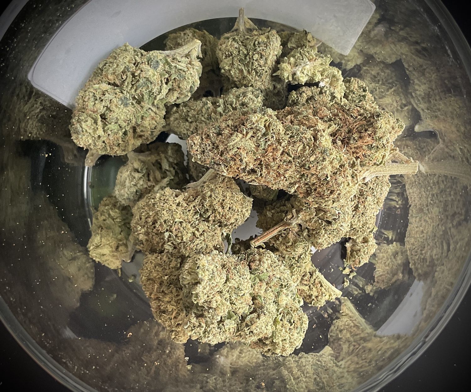Gary Payton Punch THCA