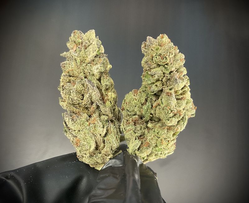 Gasteroids THCA