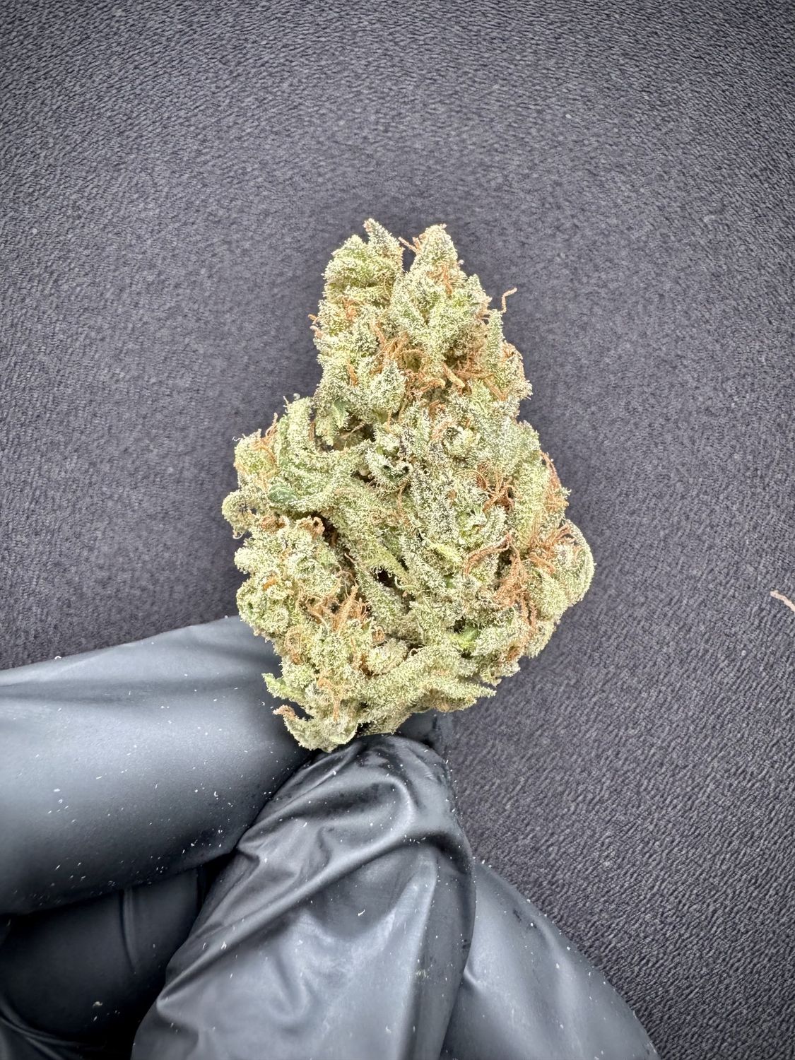 Lavendar Jack THCA