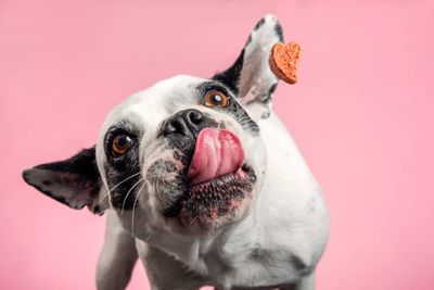 Pienso y Comida Húmeda NutriPlus para perros