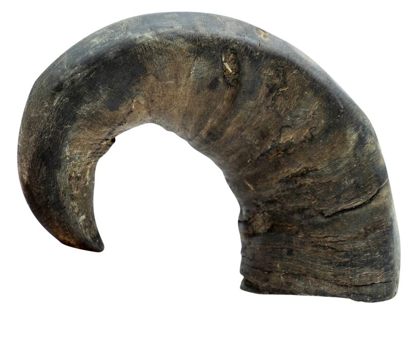Cuerno de Búfalo  T-M 230G