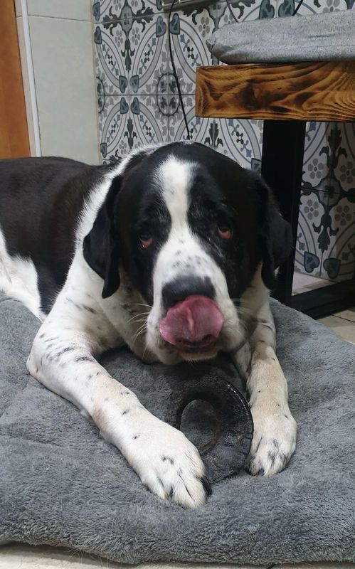 Cuerno de Búfalo  T-L 350 g