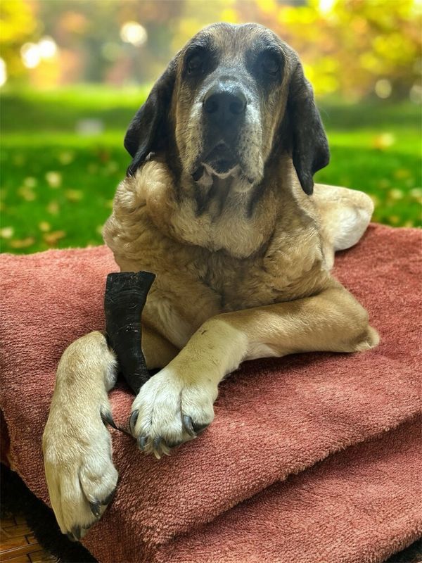 Cuerno de Búfalo  T-M 230G