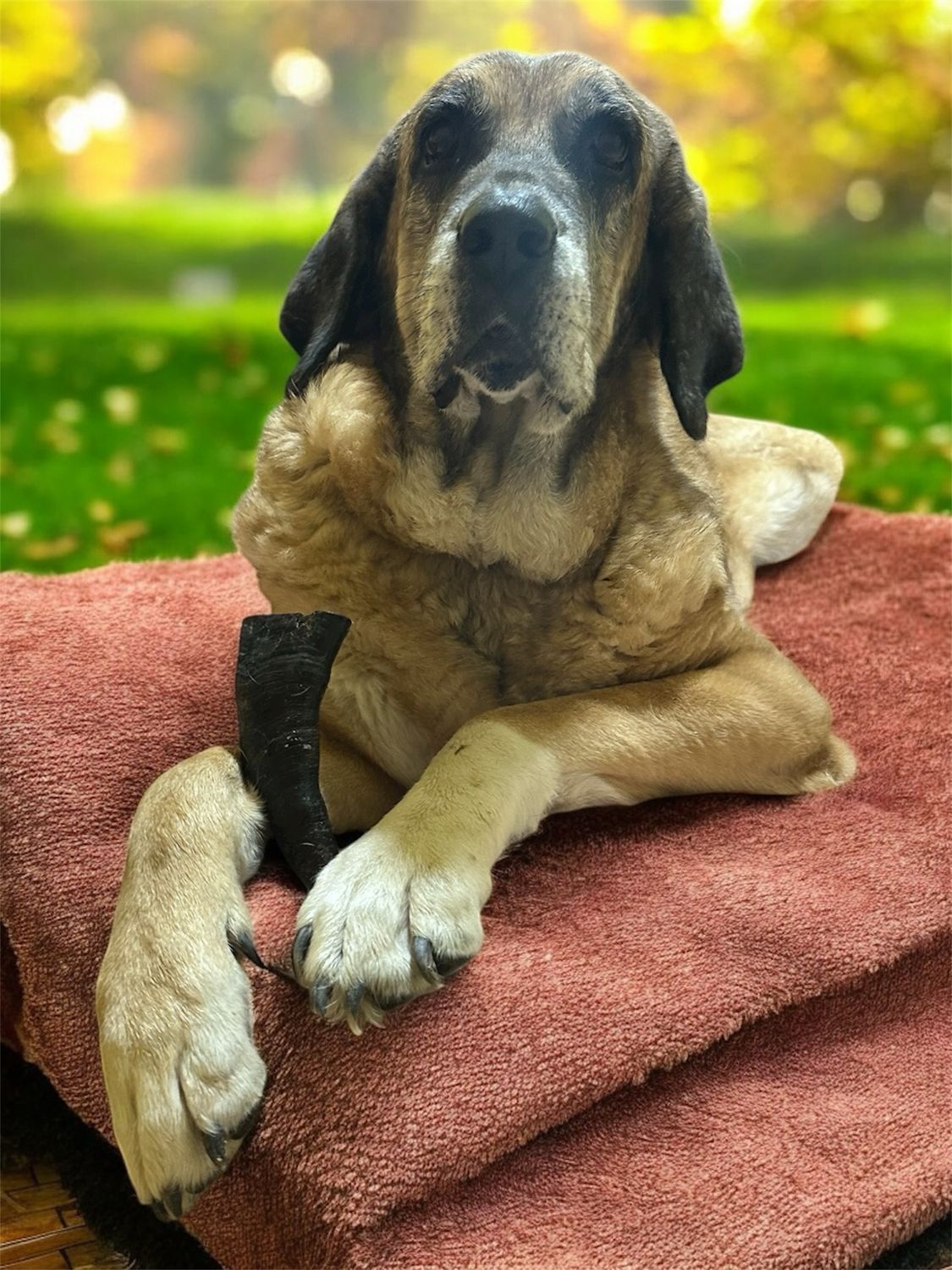 Cuerno de Búfalo  T-M 230G