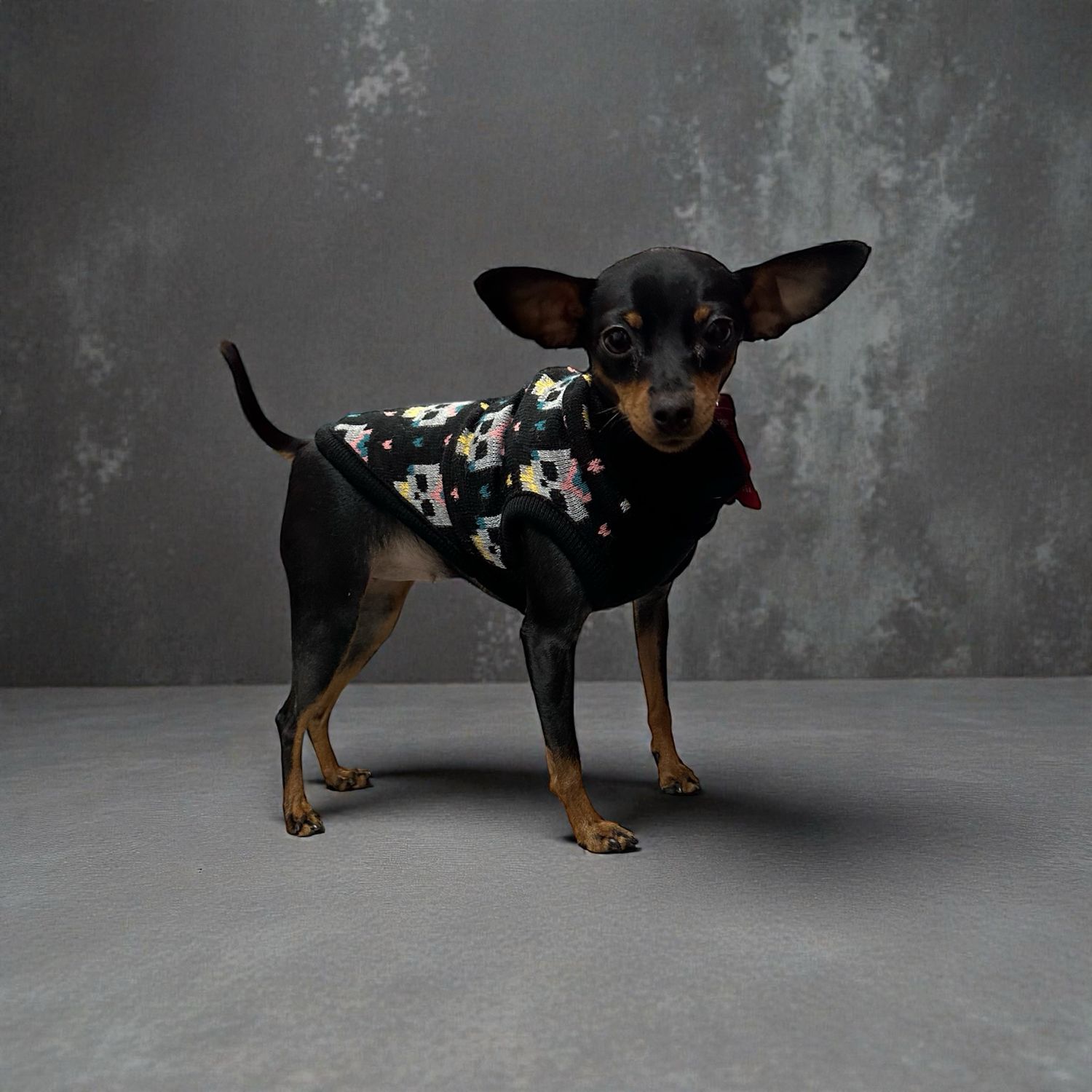 MI&DOG JERSEY PUNTO ESTAMPADO SKULLS(T.30)