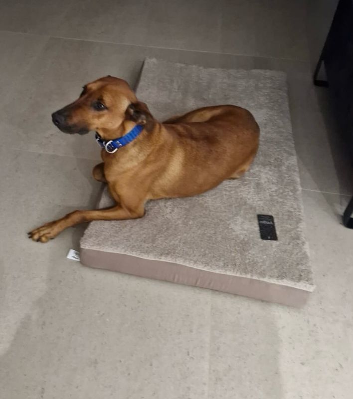 COLCHON RELAX VISCOELASTICO ARENA (T-3 120 x 70 x 8 CM) COLCHON RELAX VISCOELASTICO ARENA (T-3 120 x 70 x 8 CM)