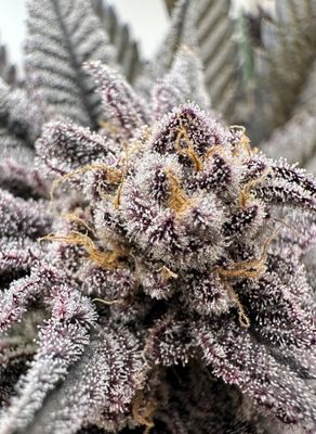 THCa Flower