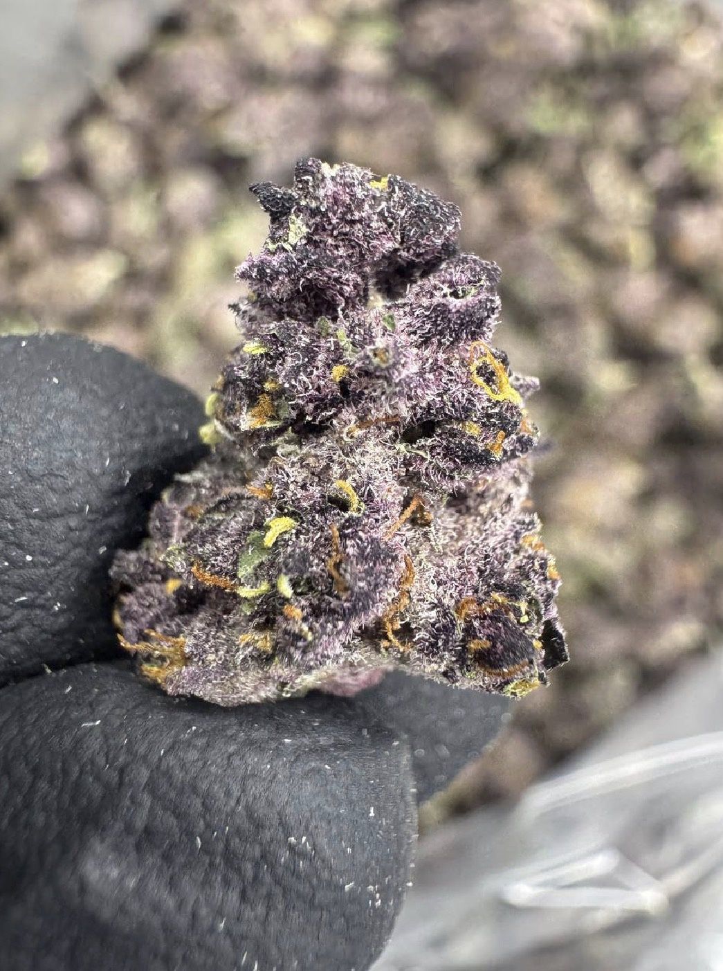 Tropicana Cherry Smalls