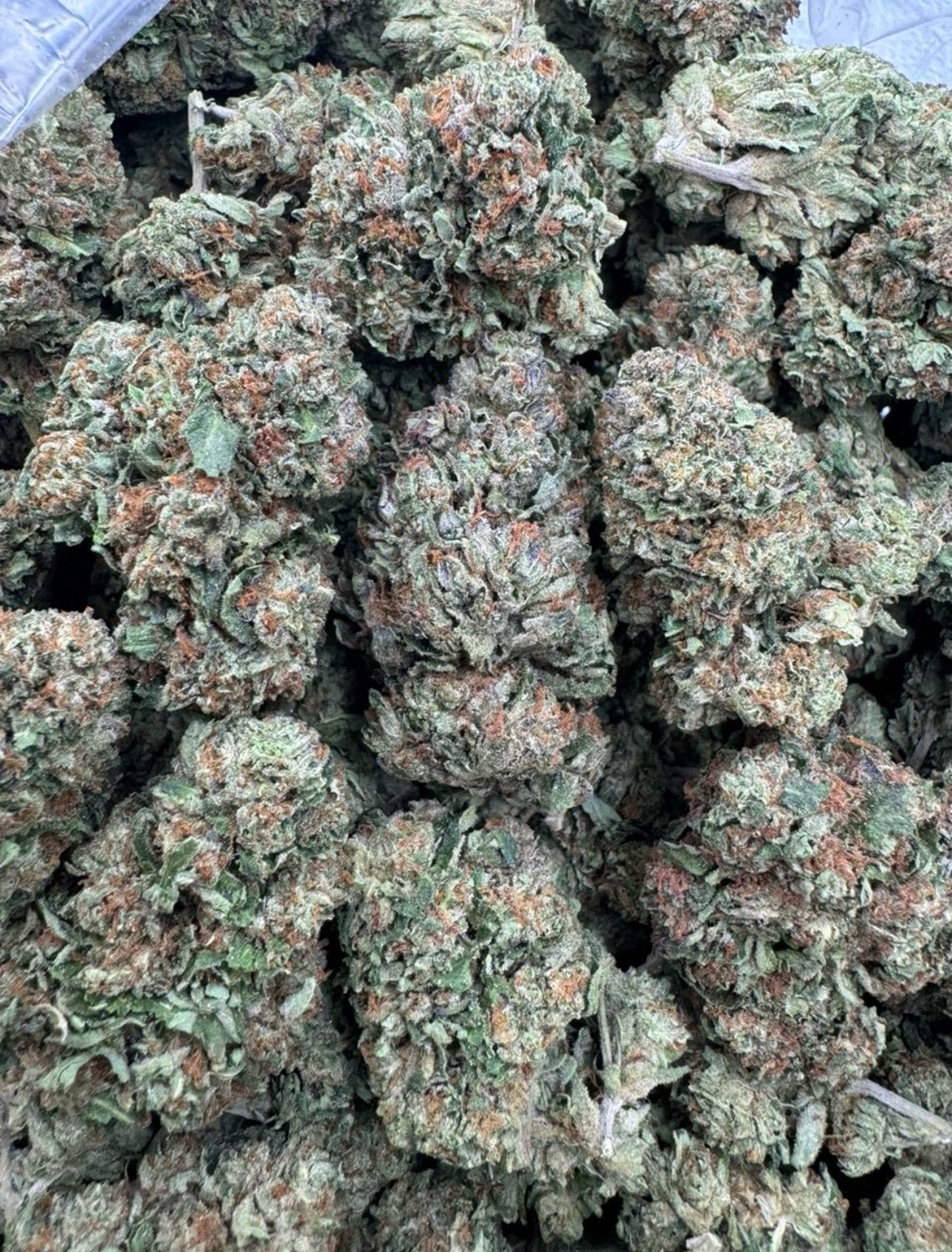 Gelato 41
