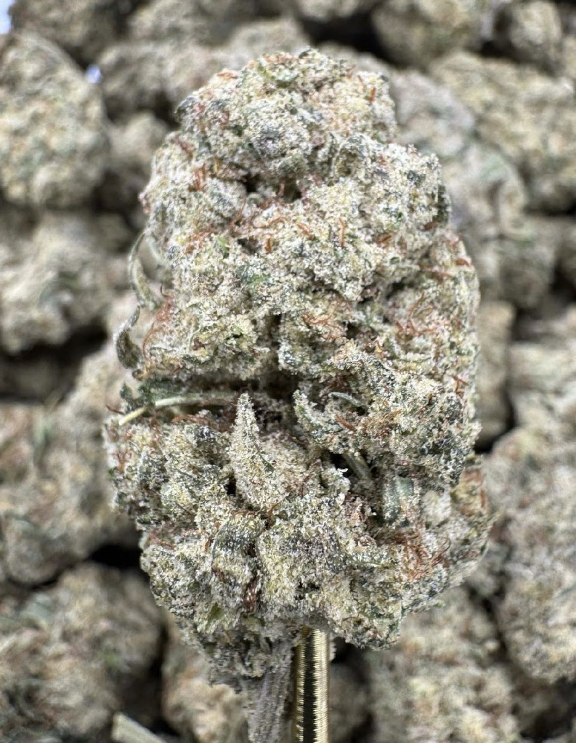 Mimosa
