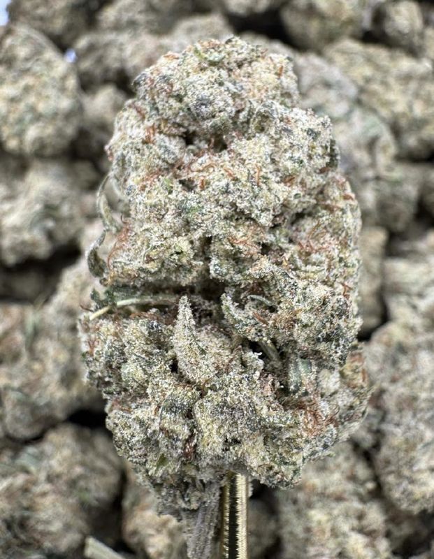 Mimosa