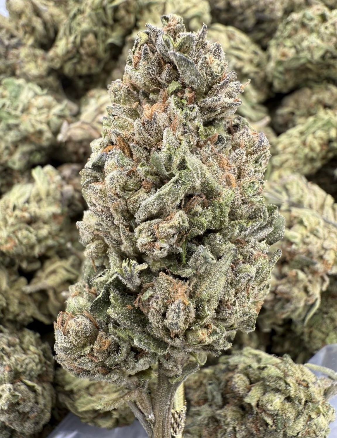 Cannalope Haze