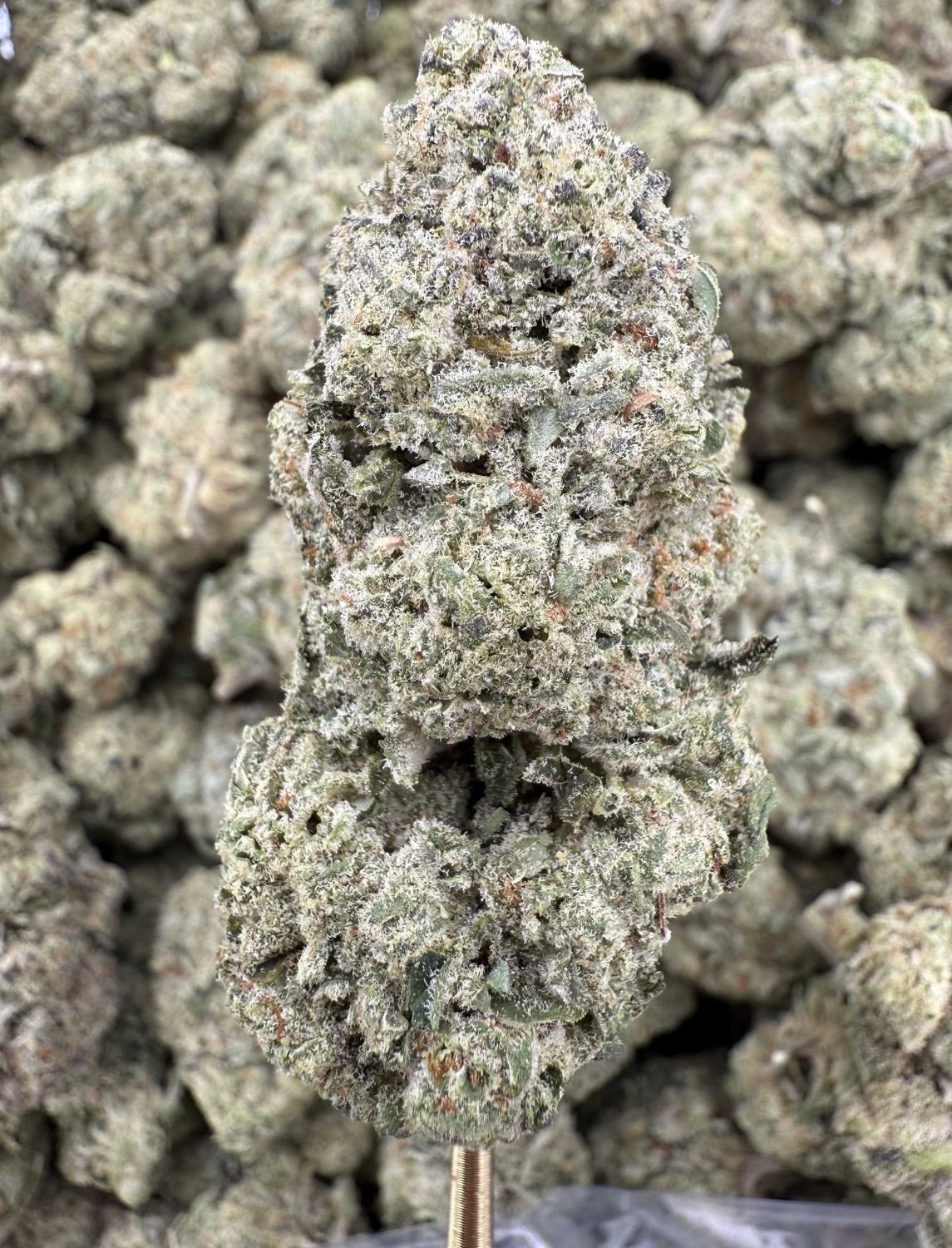 Sour Cherry Gelato