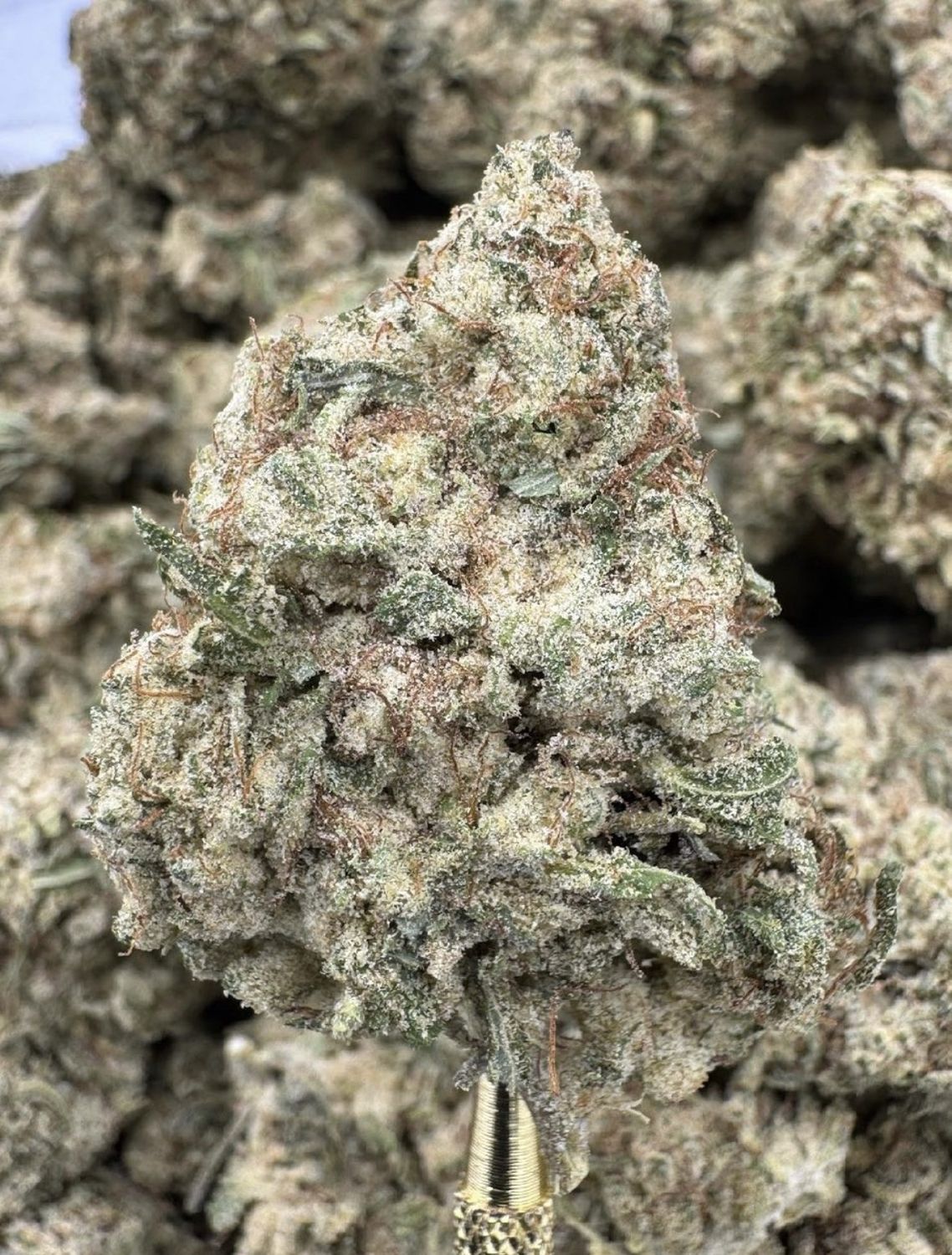 Florida Kush