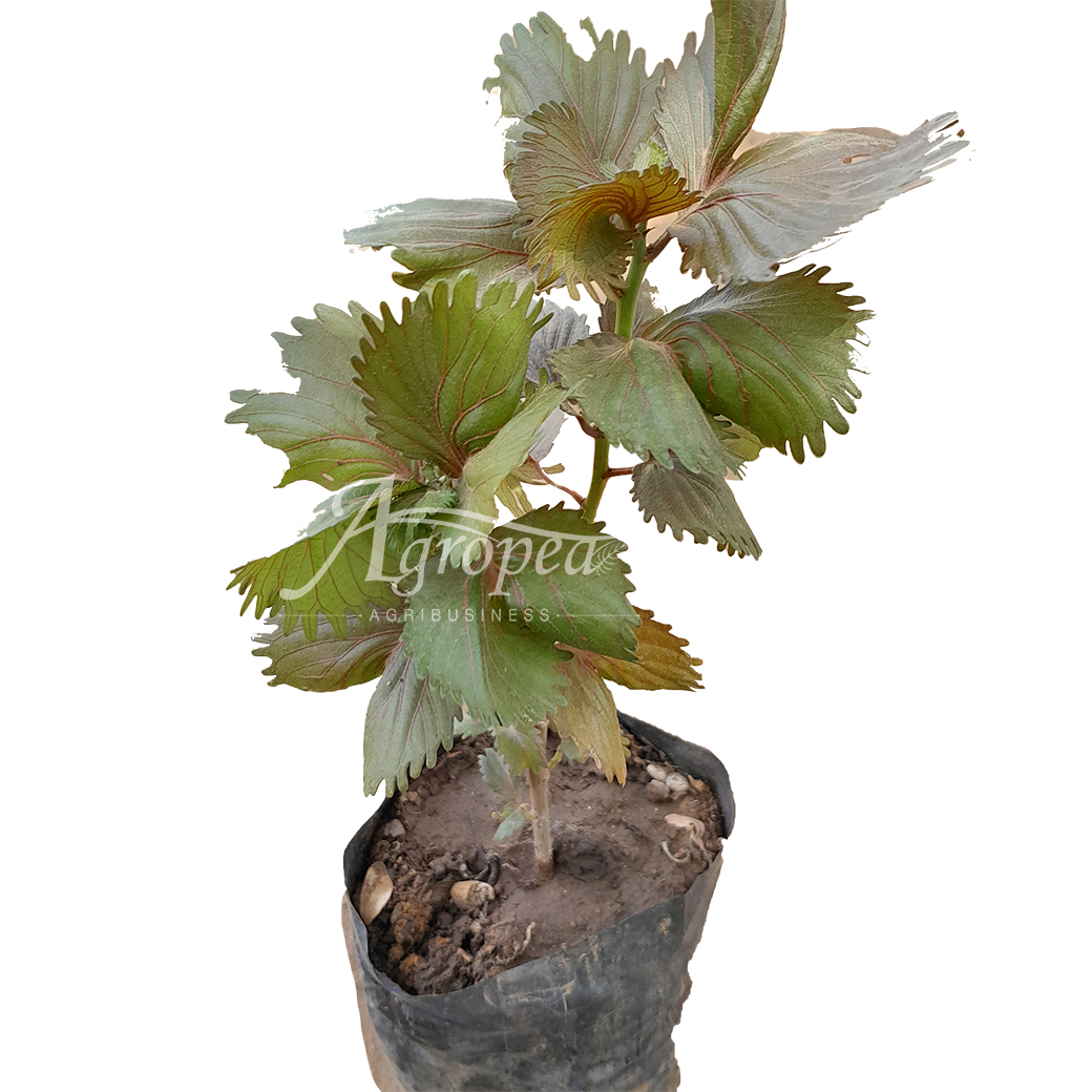 Acalypha Wilkesiana (Copperleaf Plant)  نبتة الأكاليـفا النحاسية