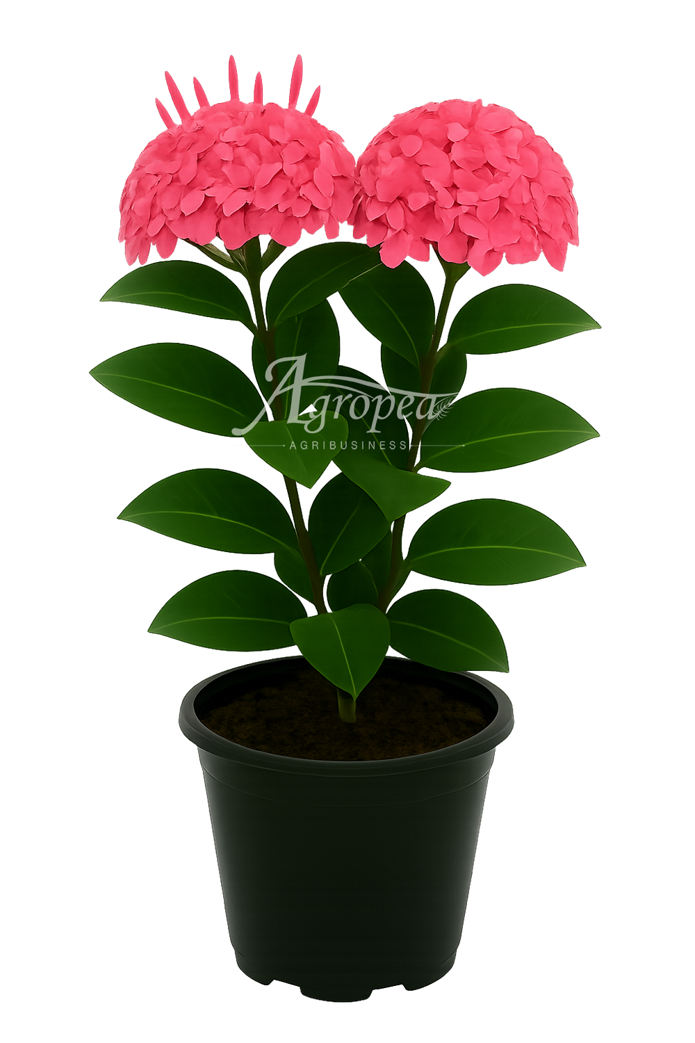 نبتة الإكزوريا الوردي – Ixora Hybrid Pink