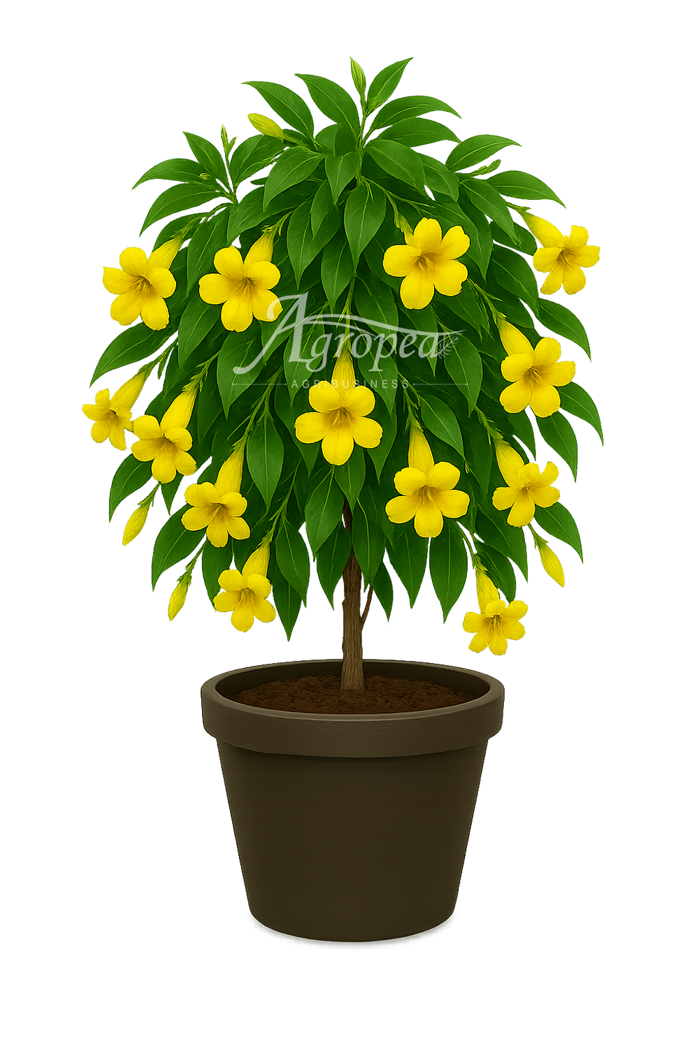 نبتة الياسمين الأصفر المتسلق – Jasminum mesnyi